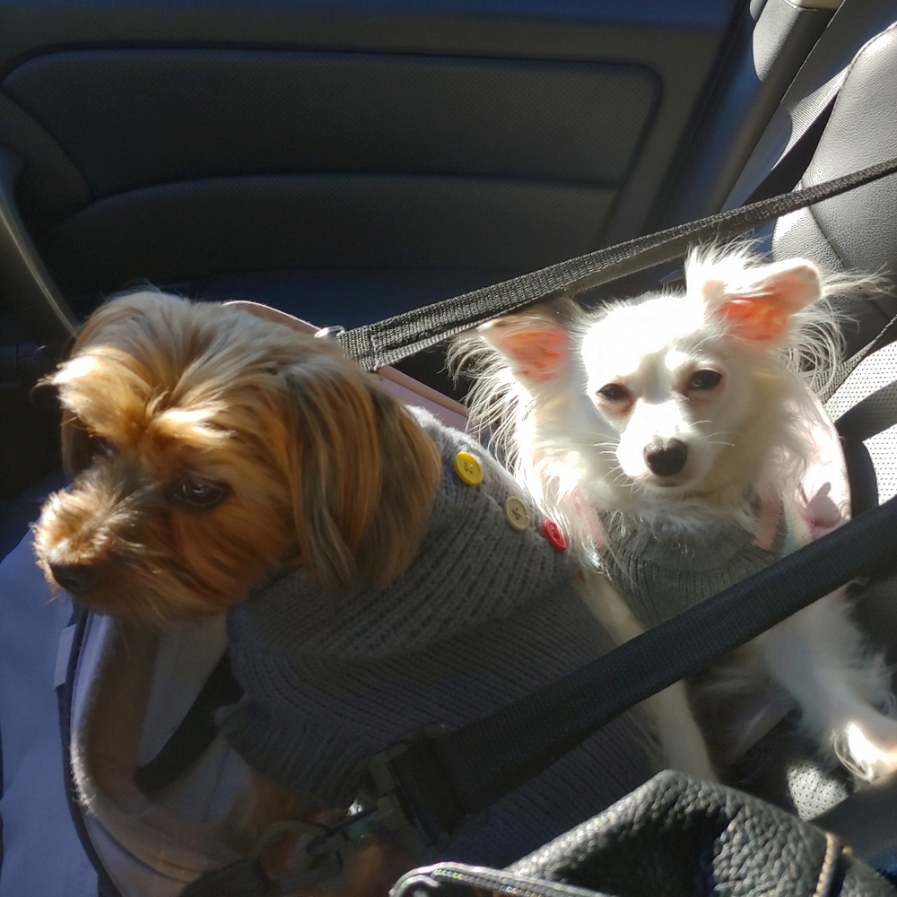 Meet your Posher, Robin